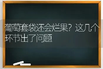 葡萄套袋还会烂果?这几个环节出了问题