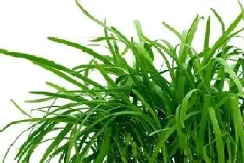 阳台种植韭菜的时间和方法?