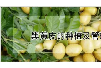 黑黄皮的种植及管理