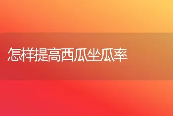 怎样提高西瓜坐瓜率