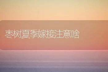 枣树夏季嫁接注意啥