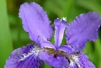 马兰花什么时候开花,一年开几次花?马兰花什么时候开花,形态特征与植物学史