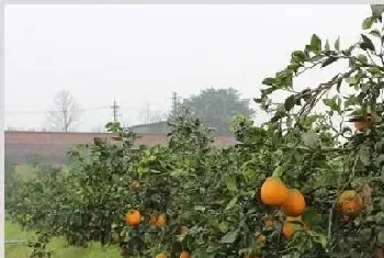 青秋脐橙品种介绍和前景