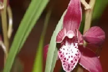 台湾小姐兰花一年开几次花?台湾小姐兰花形态特征与植物学史