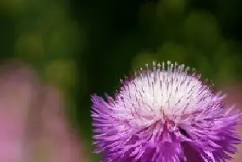 矢车菊怎么种植,栽种时间和方法?