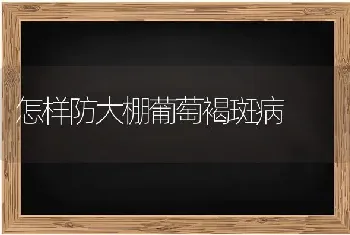 怎样防大棚葡萄褐斑病