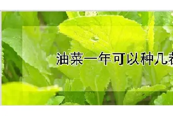 油菜一年可以种几茬