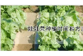 娃娃菜种植时间和方法