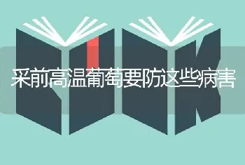 采前高温葡萄要防这些病害