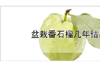 盆栽番石榴几年结果