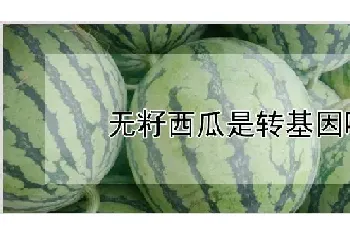 无籽西瓜是转基因吗