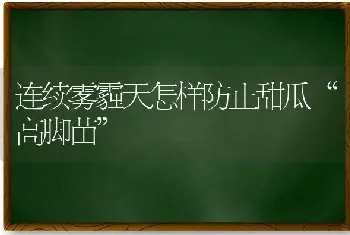 连续雾霾天怎样防止甜瓜“高脚苗”