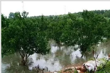 果园暴雨前后管理方法技术