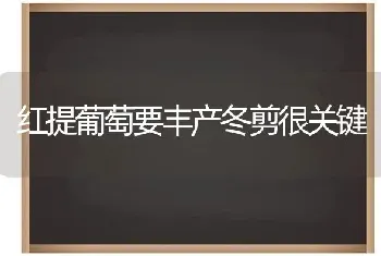 红提葡萄要丰产冬剪很关键