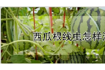 西瓜根线虫怎样治