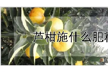 芦柑施什么肥料