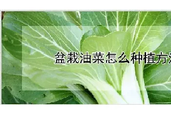 盆栽油菜怎么种植方法