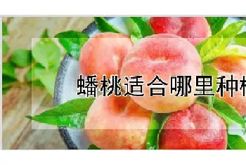 蟠桃适合哪里种植