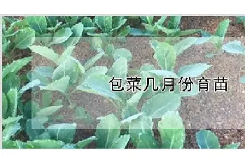 包菜几月份育苗