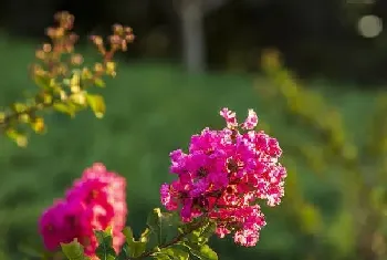 紫藤怎么催花及促花方法,紫薇花怎么养护才开花?