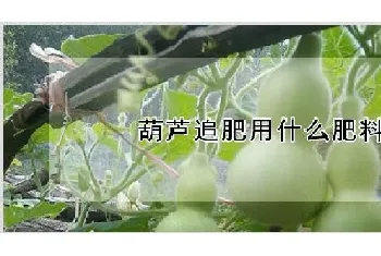 葫芦追肥用什么肥料