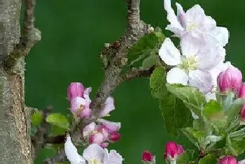 苹果什么时候开花结果,开花季节?