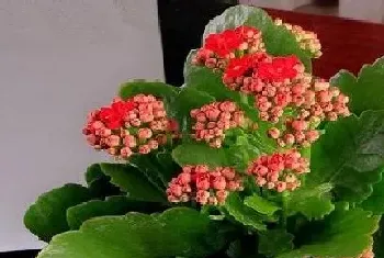 长寿花一年四季开花吗,一年开花几次?