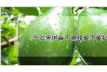 牛油果树苗不嫁接能不能结果