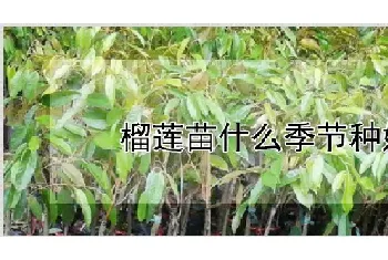 榴莲苗什么季节种好