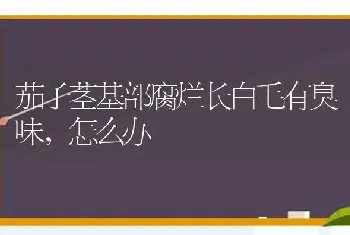 茄子茎基部腐烂长白毛有臭味,怎么办