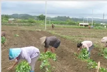 红薯苗床管理技巧技术要点分析