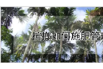 槟榔如何施肥管理