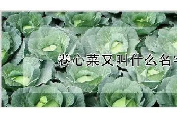 卷心菜又叫什么名字