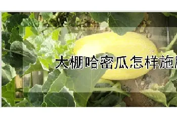 大棚哈密瓜怎样施肥