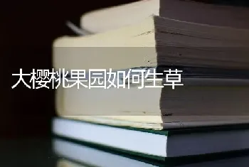 大樱桃果园如何生草