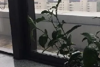 深圳适合养什么花卉植物?