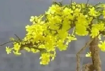 迎春花一年开几次花?迎春花形态特征与植物学史