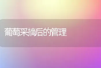 葡萄采摘后的管理