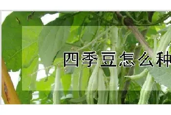 四季豆怎么种