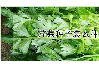 芹菜种子怎么种