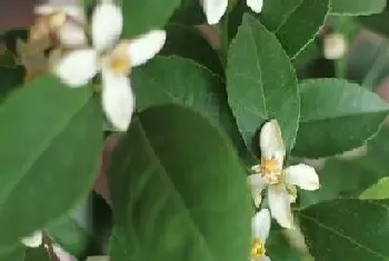 香水柠檬几月份开花结果?