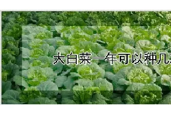 大白菜一年可以种几次