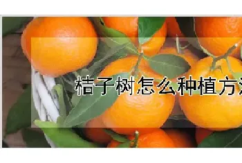 桔子树怎么种植方法