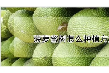 菠萝蜜树怎么种植方法