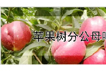 苹果树分公母吗