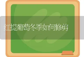 红提葡萄冬季如何修剪