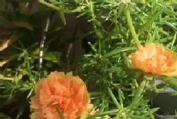 太阳花是什么季节开的花?