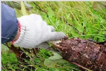 芋头种植注意事项