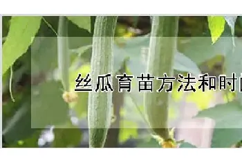 丝瓜育苗方法和时间