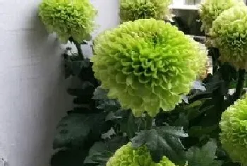 绿色菊花花语代表什么意思?